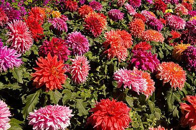 前苹果服务高管加盟索尼 全力优化PS商店服务